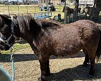 miniature-horse