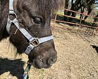 black-miniature-horse