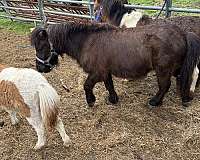 companion-miniature-horse