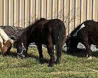 project-miniature-horse