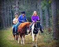 eager-spotted-saddle-horse