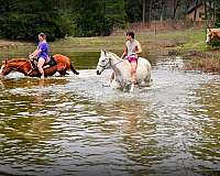 adults-quarter-horse