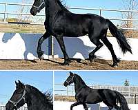 black-friesian-mare