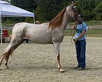 beginner-tennessee-walking-horse