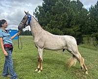 breeding-tennessee-walking-horse