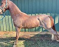 flaxen-mane-tennessee-walking-horse