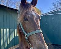 gaited-tennessee-walking-horse