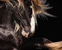 canter-gypsy-vanner-horse