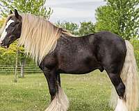 katie-gypsy-vanner-horse