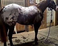 appaloosa-mare