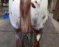 appaloosa-horse