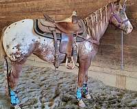 appaloosa-horse-for-sale