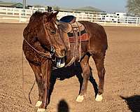 quarter-horse