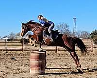 quarter-horse-gelding