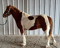 tobiano-blaze-pony