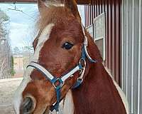 tobiano-pony-gelding