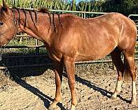 mare-quarter-horse