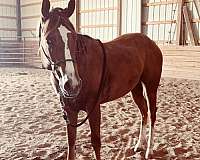 all-around-quarter-horse