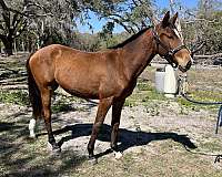 athletic-dressage-filly