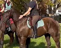 rocky-mountain-gelding