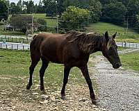 rocky-mountain-horse-for-sale