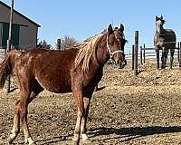 kaspariet-arabian-horse