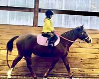 quarter-horse-for-sale