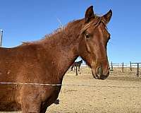 around-trakehner-horse