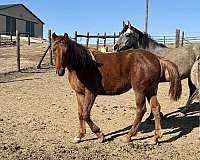 bloodlines-trakehner-horse