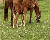 consul-trakehner-horse