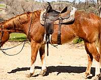 mounted-patrol-quarter-horse