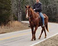 fun-show-trail-riding-quarter-horse