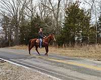 fun-show-trail-riding-horse