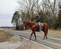 fun-show-trail-riding-gelding