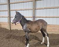 champion-clydesdale-draft-horse