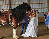 stallion-clydesdale-draft-horse