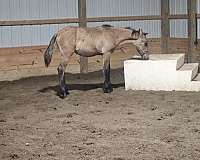 dunskin-harness-horse