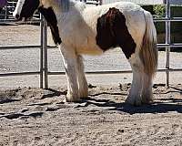 gypsy-vanner-gelding