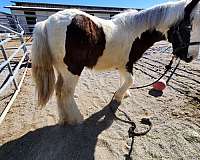 gypsy-vanner-horse-for-sale