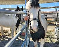 gypsy-vanner-horse