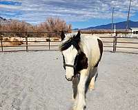 pie-bale-white-with-black-markings-horse