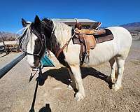 white-pie-bale-with-black-markings-horse