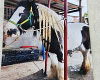 blue-eyed-draft-gypsy-vanner-horse