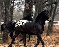 blanket-friesian-horse