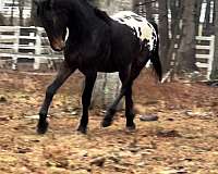 donnerhall-friesian-horse