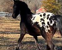 elite-stallion-friesian-horse