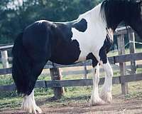 greats-friesian-horse