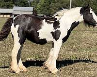 breeding-draft-gypsy-vanner-pony