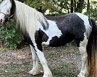 piebald-breeding-draft-pony