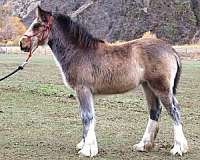 breeding-gypsy-vanner-horse